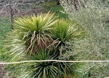 Giardino - Villa via Guglielmo Marconi, San Giorgio del Sannio - foto 41