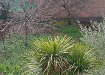 Giardino - Villa via Guglielmo Marconi, San Giorgio del Sannio - foto 42