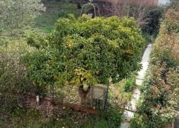 Giardino - Villa via Guglielmo Marconi, San Giorgio del Sannio - foto 45