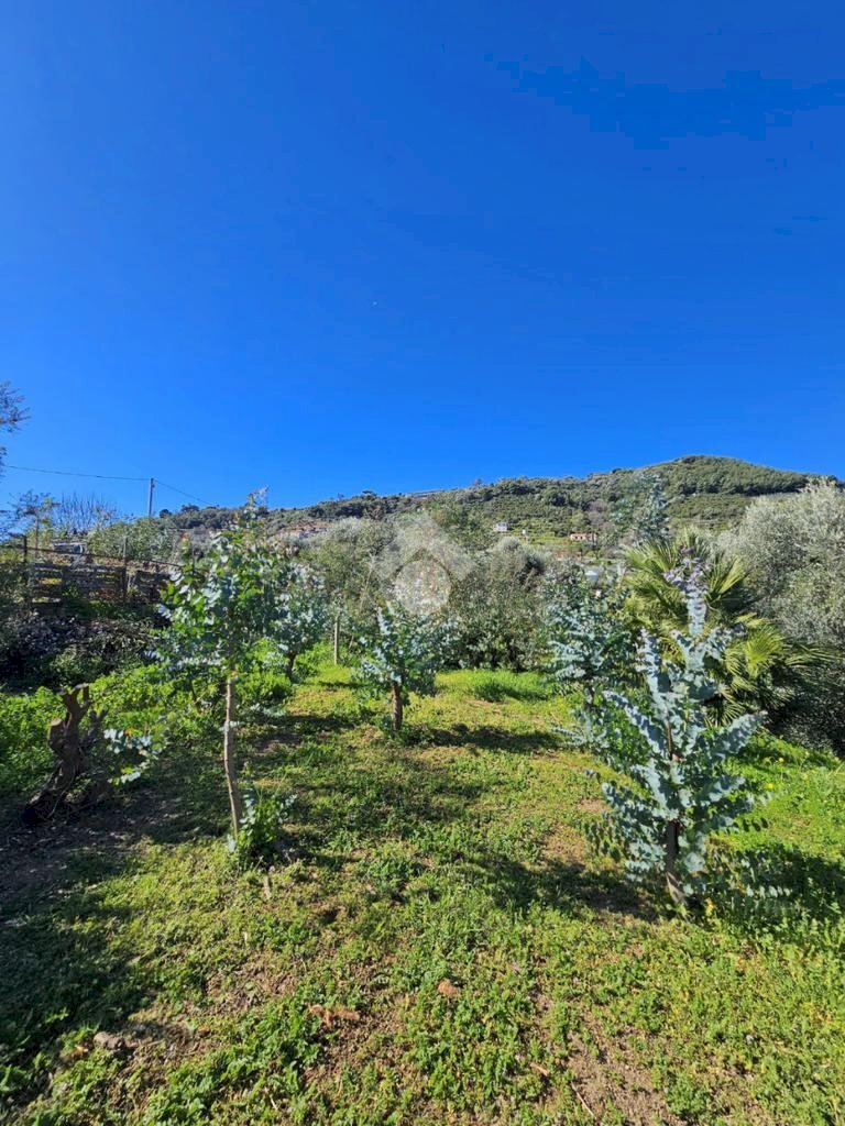 Agricultural land Via Beglini SNC, Taggia - photo 2