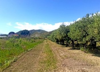 Agricultural land Mondragone - photo 5