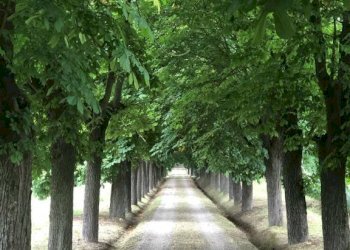 Appartamento Asti - foto 14