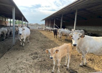 Rustico Montemagno - foto 27