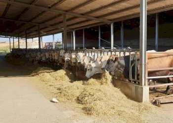 Rustico Montemagno - foto 28