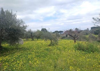 Terreno agricolo Contrada Malapezza, Messina - foto 1