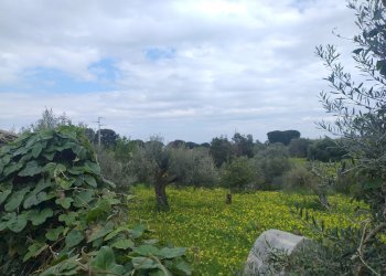 Terreno agricolo Contrada Malapezza, Messina - foto 3