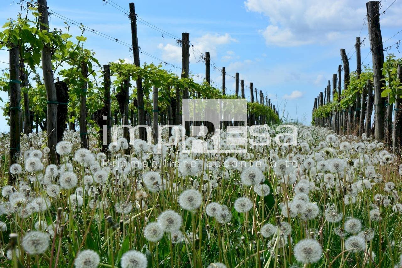 Terreno agricolo Valdobbiadene - foto 2