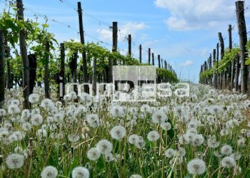Terreno agricolo Valdobbiadene - foto 2