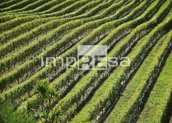Terreno agricolo Valdobbiadene - foto 3