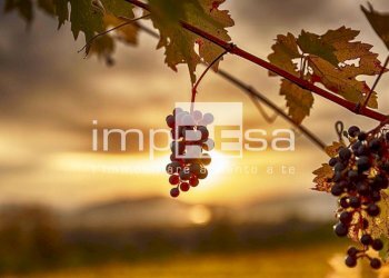 Terreno agricolo Valdobbiadene - foto 4