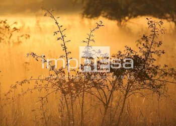 Terreno agricolo Valdobbiadene - foto 8