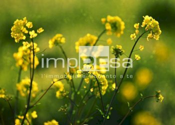 Terreno agricolo Valdobbiadene - foto 10