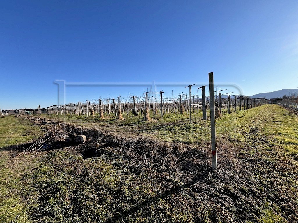 Terreno agricolo Revello - foto 1