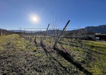 Terreno agricolo Revello - foto 2