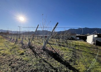 Terreno agricolo Revello - foto 3