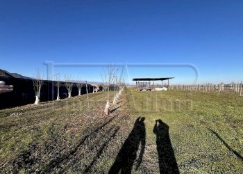 Terreno agricolo Revello - foto 4