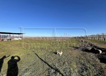 Terreno agricolo Revello - foto 5