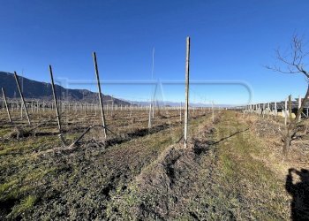 Terreno agricolo Revello - foto 6