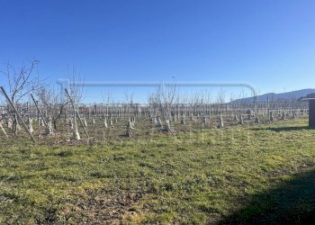 Terreno agricolo Revello - foto 8