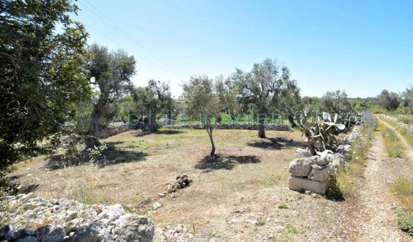 Terreno agricolo strada Provinciale Castrigano del Capo Marina di Leuca, Castrignano del Capo - foto 3