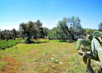 Terreno agricolo strada Provinciale Castrigano del Capo Marina di Leuca, Castrignano del Capo - foto 1