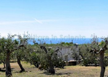 Terreno agricolo strada Provinciale Castrigano del Capo Marina di Leuca, Castrignano del Capo - foto 2