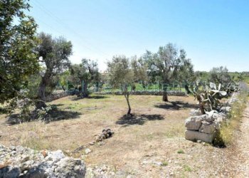 Terreno agricolo strada Provinciale Castrigano del Capo Marina di Leuca, Castrignano del Capo - foto 3