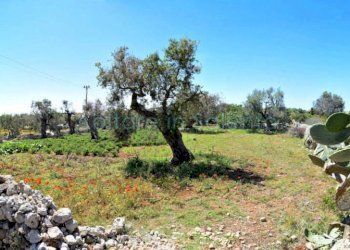 Terreno agricolo strada Provinciale Castrigano del Capo Marina di Leuca, Castrignano del Capo - foto 4