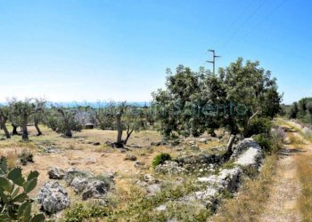 Terreno agricolo strada Provinciale Castrigano del Capo Marina di Leuca, Castrignano del Capo - foto 5