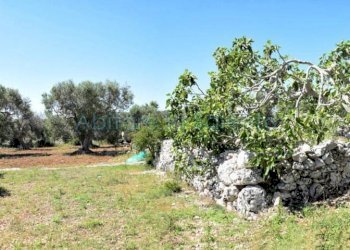 Terreno agricolo strada Provinciale Castrigano del Capo Marina di Leuca, Castrignano del Capo - foto 6