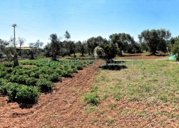 Terreno agricolo strada Provinciale Castrigano del Capo Marina di Leuca, Castrignano del Capo - foto 7