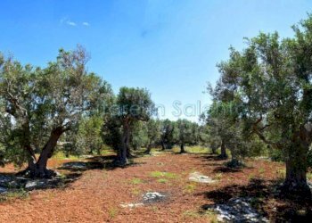 Terreno agricolo strada Provinciale Castrigano del Capo Marina di Leuca, Castrignano del Capo - foto 9