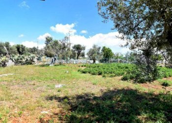 Terreno agricolo strada Provinciale Castrigano del Capo Marina di Leuca, Castrignano del Capo - foto 10