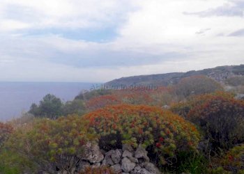 Terreno agricolo strada Comunale Serra, Gagliano del Capo - foto 9