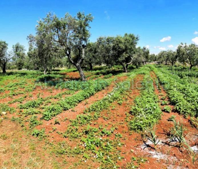 Agricultural land strada Provinciale Castrigano del Capo Marina di Leuca, Castrignano del Capo - photo 3
