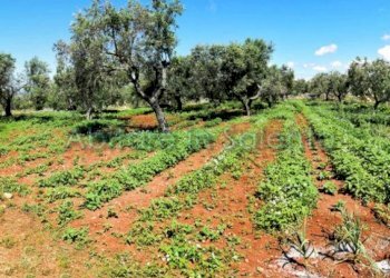 Terreno agricolo strada Provinciale Castrigano del Capo Marina di Leuca, Castrignano del Capo - foto 3