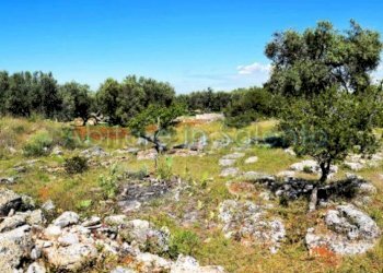 Terreno agricolo strada Provinciale Castrigano del Capo Marina di Leuca, Castrignano del Capo - foto 5