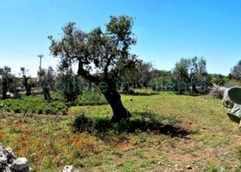 Terreno agricolo strada Provinciale Castrigano del Capo Marina di Leuca, Castrignano del Capo - foto 7