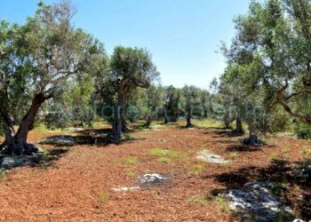 Terreno agricolo strada Provinciale Castrigano del Capo Marina di Leuca, Castrignano del Capo - foto 8