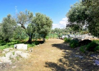 Terreno agricolo strada Provinciale Castrigano del Capo Marina di Leuca, Castrignano del Capo - foto 6