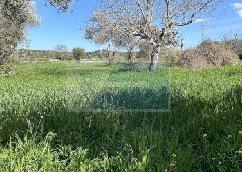 Terreno agricolo Noto - foto 11