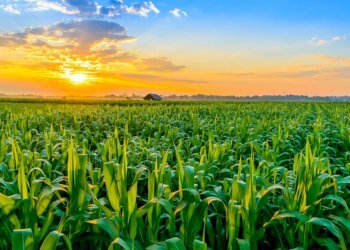 Terreno agricolo Villastellone - foto 1