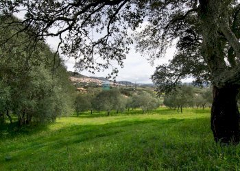 Villa Strada del Vermentino, Berchidda - foto 6