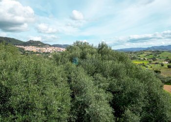 Villa Strada del Vermentino, Berchidda - foto 9