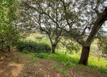 Villa Strada del Vermentino, Berchidda - foto 18