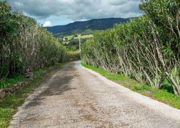 Villa Strada del Vermentino, Berchidda - foto 24