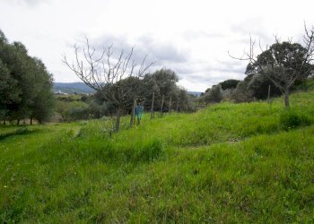 Villa Strada del Vermentino, Berchidda - foto 31