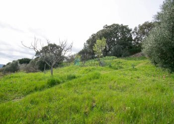Villa Strada del Vermentino, Berchidda - foto 32