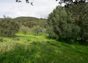 Villa Strada del Vermentino, Berchidda - foto 34