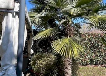 Villa a Schiera Siziano - foto 39